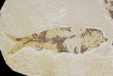 Three Knightia Fossil Fish - Wyoming #88532-1